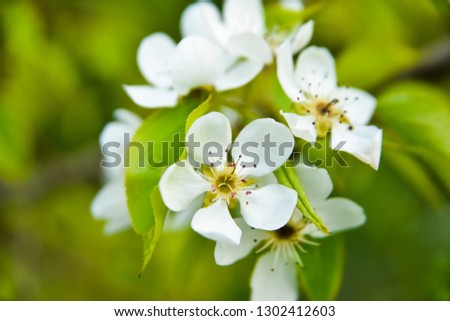 Blossoming tree branch with white flowers on bokeh green background.