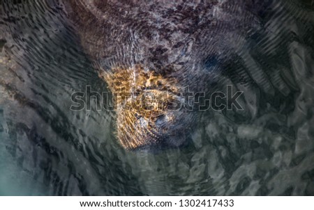 Manatee Face Underwater