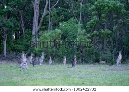 Kangaroos standing on grassy area near bushland