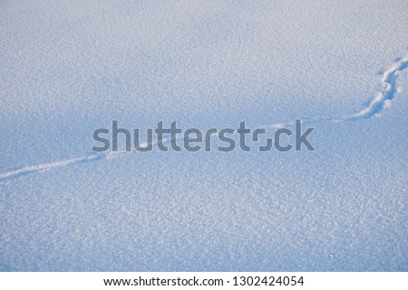 Snow texture with animal feet. animal tracks in the snow