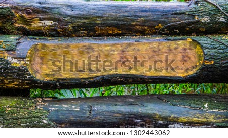 background of tree trunks with one carved bole, blank space to put your text, forest or garden sign board