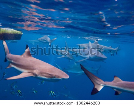 Blacktip reef sharks swimming around the diving boat. Yap island, Federated States of Micronesia