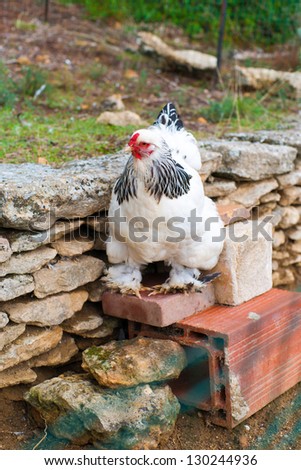 White Free Range Chicken stock photo
