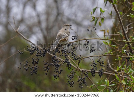 Mockingbird in a tree