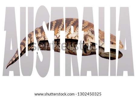The word Australia filled with iconic Australian image - blue tongue lizard Tiliqua scincoides. Best for advertising, posters and memes. Landscape format isolated on white. Inspiration - reptile love