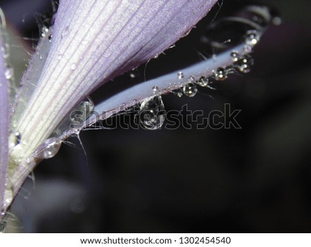 Water drop on part of purple plant