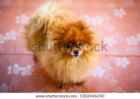 pom pom dog looking camera with blur background