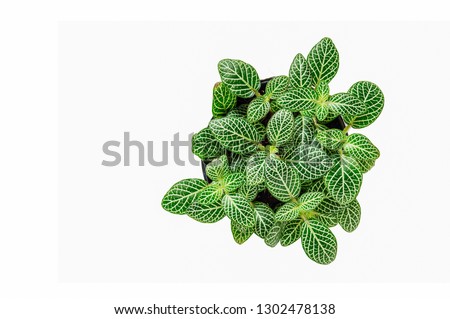 Lady palm or Bamboo palm (Green Episcia cupreata)/Green Episcia cupreata (Hook.) Hanst) Episcia cupreata is a plant species in the family Gesneriaceae that is found from Central America. Royalty-Free Stock Photo #1302478138