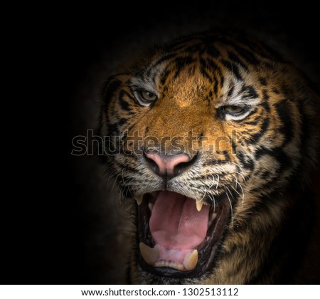 Tiger face fierce