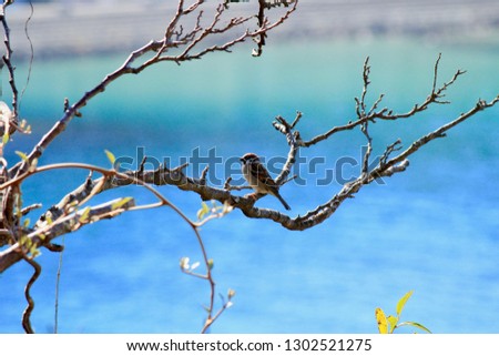 cute sparrow on the shores