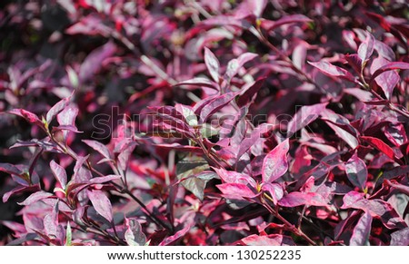 Image of red bush in a sunny day
