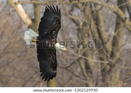A wild, mature bald eagle hunting fish along the Iowa River in Iowa City, Iowa.