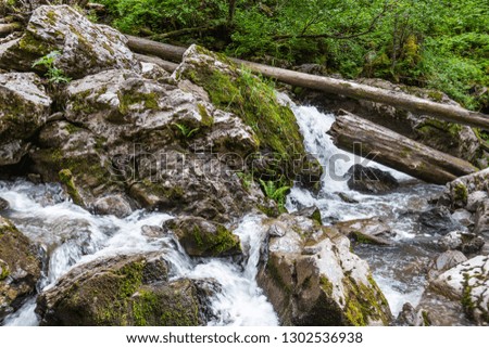 Stormy mountain river in the forest in Altai, Russia