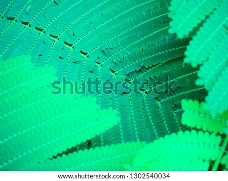 Green leaves texture nature background concept
