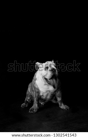 English bulldog wait for a meal. Black and white photos