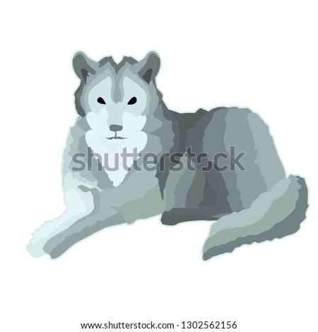 Sticker gray calm wolf who lies rests.