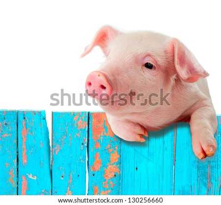 Funny pig hanging on a fence. Studio photo. Isolated on white background. Royalty-Free Stock Photo #130256660