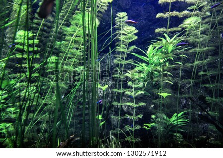 Aquarium water plants in a natural zoo.
