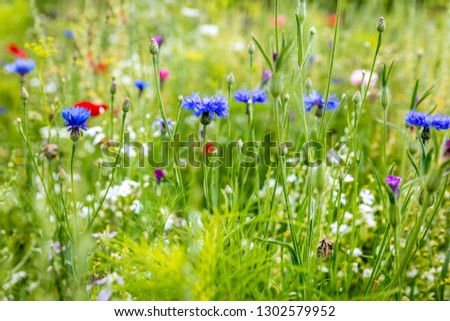 Wild flowers at the heyday, cornflowers, poppies and herbs in the background