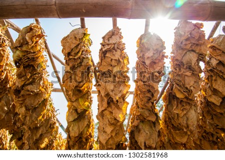 Drying tobacco leaf
