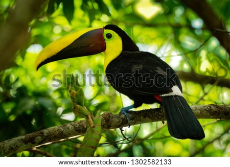 Yellow-throated (Black-mandibled) Toucan - Ramphastos ambiguus  is a large toucan in the family Ramphastidae found in Central and northern South America.