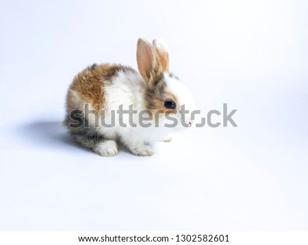 Little rabbit on a white background