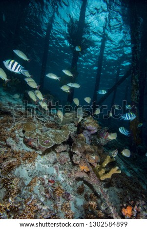 Tropical Jetty Underwater Landscape Gorgonian