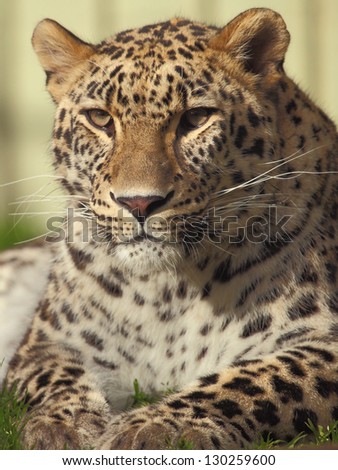 picture of the head of a fantastic male leopard