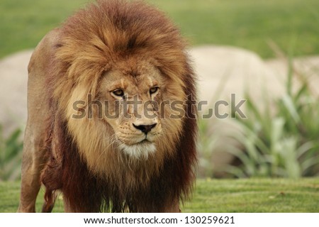 picture of a fantastic male lion