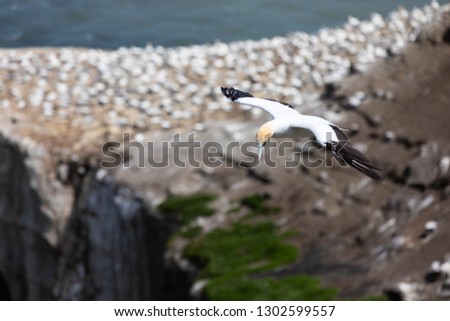 Taken at Muriwai Beach in New Zealand. A picture of the local Gannets. 