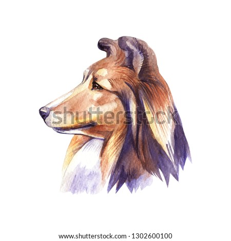 Sheltie. Portrait dog. Watercolor hand drawn illustration.
