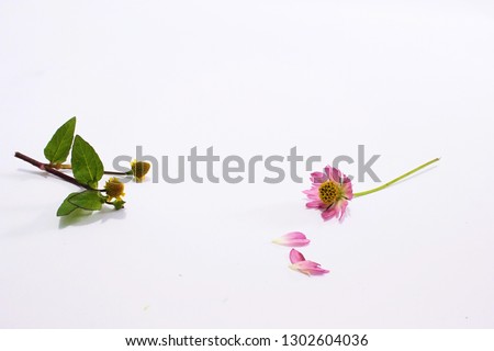 couple flower background