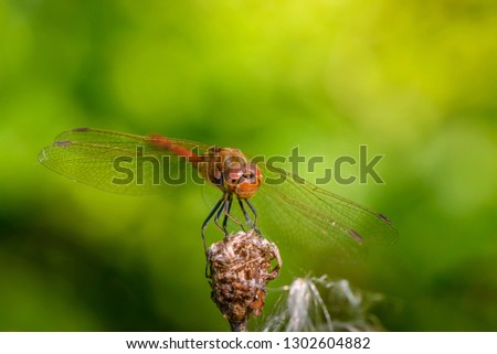 Dragonfly of sympetrum flaveolum sits on a flower bud on a beautiful background