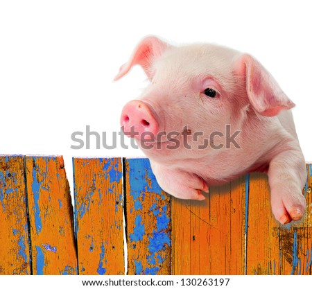 Funny pig hanging on a fence. Studio photo. Isolated on white background. Royalty-Free Stock Photo #130263197