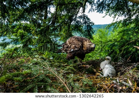 Bird of prey Golden Eagle female taking care about two weeks old chick on the nest in dense pine forest, northern Slovakia Royalty-Free Stock Photo #1302642265