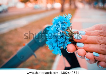 small bouquet of cornflowers in hands