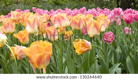 salmon dynasty tulip, netherlands, detail of tulip field at important flower park in netherlands, shot in springtime at blossoming peak Royalty-Free Stock Photo #130264640