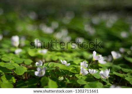 Common wood sorrel blossom and leaves are edible - Oxalis acetosella