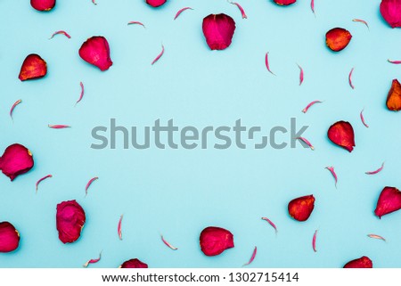 Background of maroon rose petals on blue background. The view from the top. Blank for greetings, greeting cards, articles