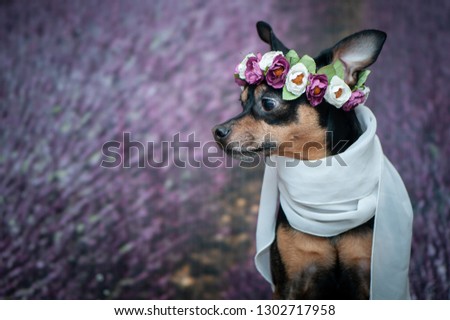 Funny puppy in a wreath of flowers  on the background of a lavender field. Romantic image, lady dog, spring summer. Space for text