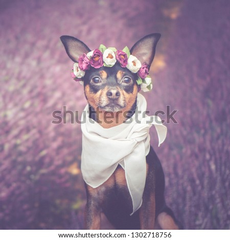 Funny puppy in a wreath of flowers  on the background of a lavender field. Romantic image, lady dog, spring summer. 