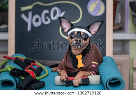 Pet  yoga. Dog fitness. Fitness and healthy lifestyle for pet.  Dog trainer portrait in studio surrounded by sports equipment Royalty-Free Stock Photo #1302719128