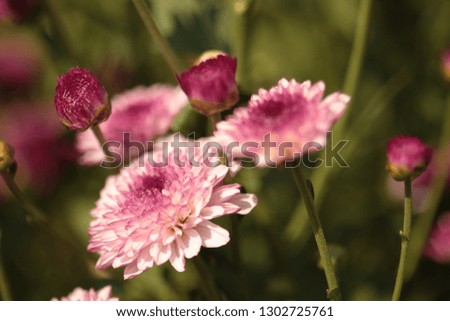 Chrysanthemum closeup in the garden