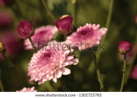 Chrysanthemum closeup in the garden