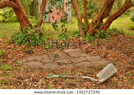 Garden shovel lying on ground among leaves with feijoa trees (Acca sellowiana) and shed in background. 