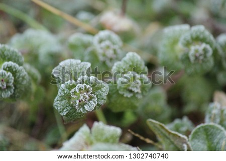 frosted white clover