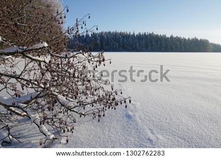 Snow covered black Alder tree branches in the winter forest
