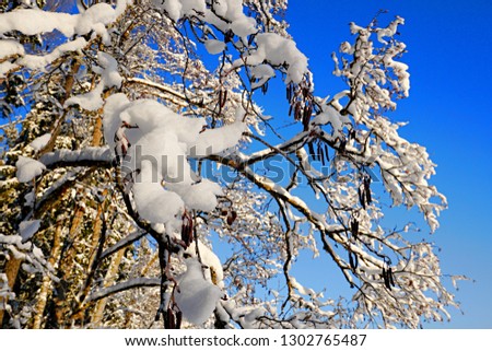 Winter forest with trees covered snow on blue sky