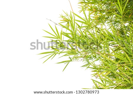 Close up of Bamboo forest, green leaves with natural light for banner or website design. Macro shot from under the bamboo tree. Landscape view of green leaf of bamboo leaf isolated on white background