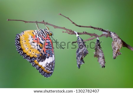 Butterfly : Leopard lacewing butterfly (Cethosia cyane)(Male) is a species of heliconiine butterfly. New born butterfly. Selective focus, blurred background and copy space